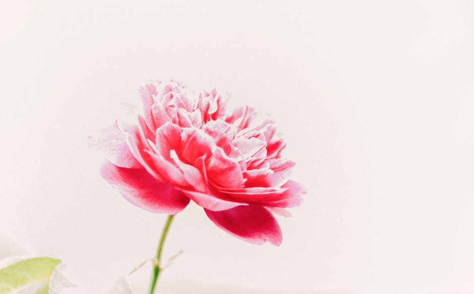 Macro shot of a pink flower representing freshness in product sourcing